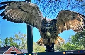 Big Owl 